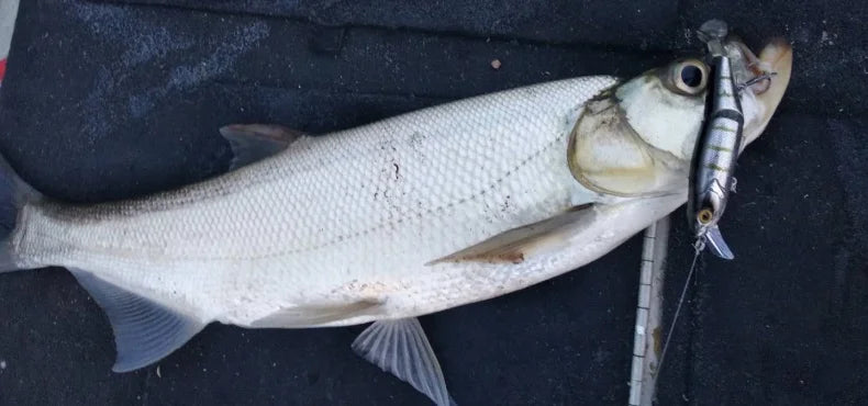 Multi Jointed Minnow Soft T-tail Lure